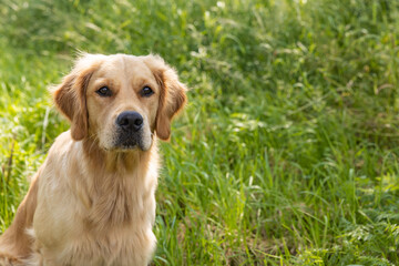 Cute Golden Retriever
