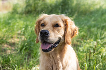 Happy golden retriever