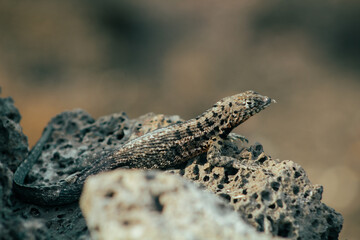Endemic Encounters: Galápagos Wildlife