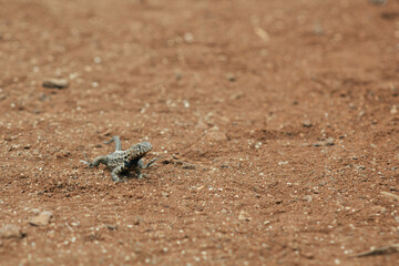Endemic Encounters: Galápagos Wildlife