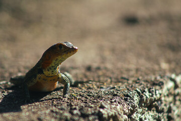Endemic Encounters: Galápagos Wildlife