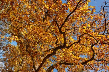 Autumn tree leaves