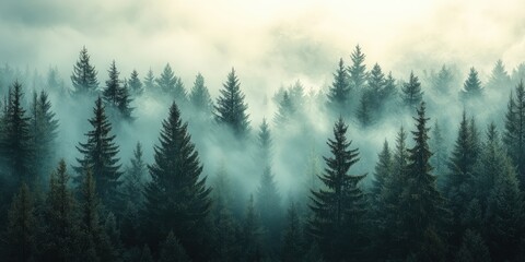 Fototapeta premium Misty fir forest with soft morning light filtering through the fog