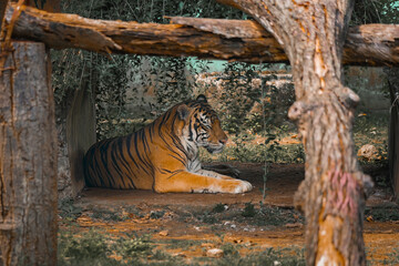 Obraz premium Siberian tiger resting on a rock in nature