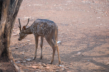 Fallow deer doe (female). White Tailed Fallow deer stands near flowers in a garden