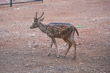 Fallow deer doe (female). White Tailed Fallow deer stands near flowers in a garden