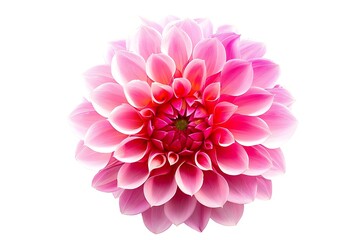 Fototapeta premium Dahlia Flower Flower isolated on white background.