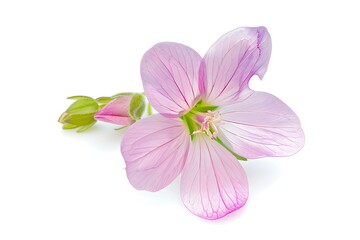 Obraz premium Dock Flower Flower isolated on white background.