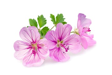Fototapeta premium Geranium Flower isolated on white background.