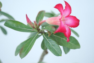 red and white flower