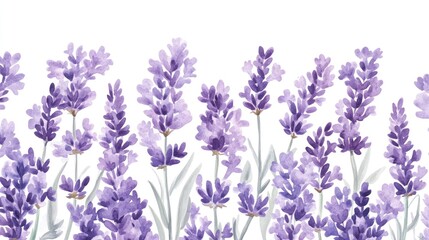 Fototapeta premium A watercolor illustration of lavender flowers in various shades of purple.