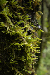 close up de tronco de arbol con musgo