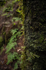 close up de tronco de arbol con musgo