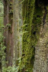 close up de tronco de arbol con musgo