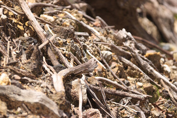  A detailed close-up of dry twigs, small rocks, and debris scattered over earthy soil, creating a rugged natural texture. Perfect for background or nature-themed design