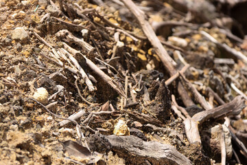  A detailed close-up of dry twigs, small rocks, and debris scattered over earthy soil, creating a rugged natural texture. Perfect for background or nature-themed design