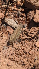 Close up top down view of a small insect, most likely Crackling Forest Grasshopper (Trimerotropis verruculata), perched on hard rocky ground. 