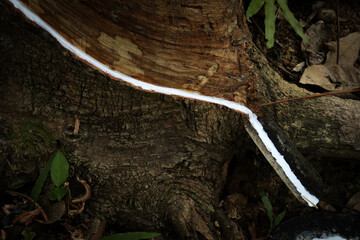 Close-up of rubber tree sap flowing down a textured, wrinkled trunk, capturing the raw nature of the harvesting process and aged bark details