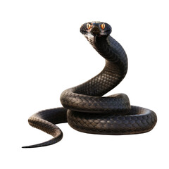A black cobra snake with yellow eyes is coiled and looking directly at the camera, isolated on a black background.