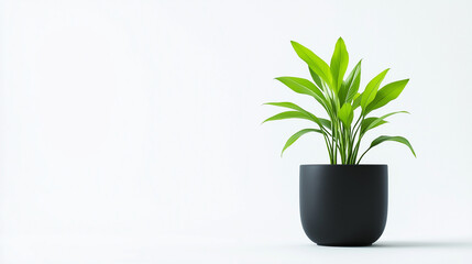 plant in flowerpot isolated on white background