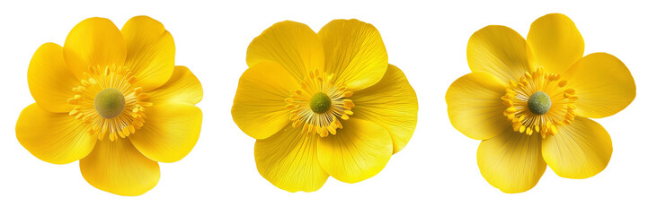 A bright yellow buttercup flower with shiny, smooth petals, isolated on a transparent background