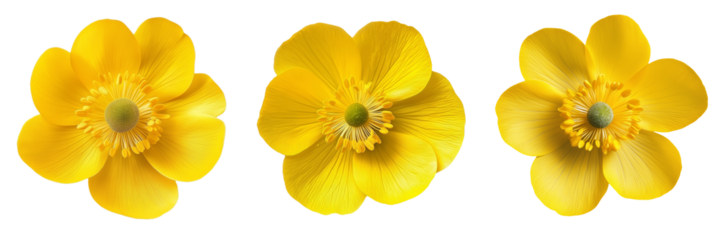 A bright yellow buttercup flower with shiny, smooth petals, isolated on a transparent background