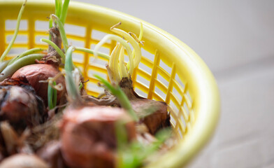 Close up of onion bulbs with green sprouts in a yellow basket