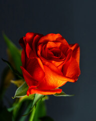 バラ　ばら　薔薇