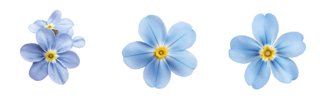 Fototapeta A pale blue forget-me-not flower with delicate petals and a small yellow center, isolated on a transparent background
