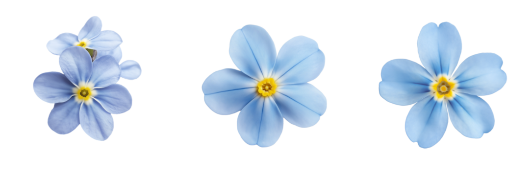 A pale blue forget-me-not flower with delicate petals and a small yellow center, isolated on a transparent background