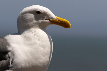 Perched Seagull