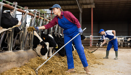 Woman farmer works in cowshed and feeds cows at farm
