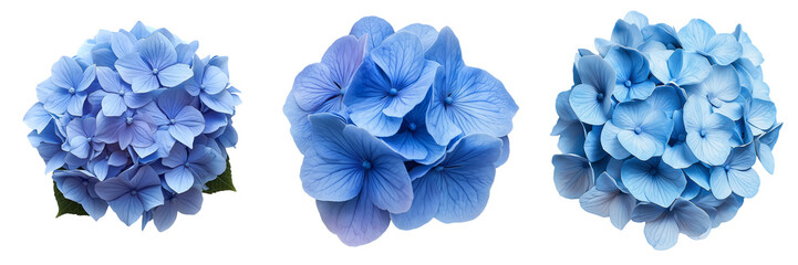 A blue hydrangea bloom with tightly packed petals, isolated on a transparent background