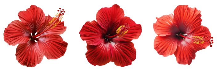 A bold red hibiscus flower with a long stamen protruding from its center, isolated on a transparent background