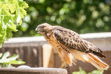 Red-tailed Hawk (Buteo jamaicensis) at a water fountain, San Francisco Bay Area, California