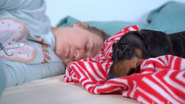 A peaceful scene of a woman and her dachshund sleeping on a cozy red-striped blanket, capturing warmth and tranquility in a home setting.