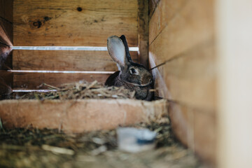 A rabbit peacefully relaxing inside a wooden hutch, surrounded by hay. The cozy shelter provides a rustic and natural environment for the animal, evoking a sense of tranquility and warmth.