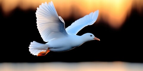 Obraz premium White Dove in Flight Spreading Wings Peaceful Symbol Hopeful Bird Nature Photography