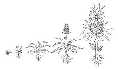 Stages of Growth of a Pineapple Plant. Botanical studies. The life cycle. Vector editable outline line stroke.