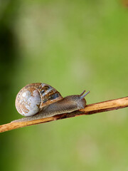 snail on a plant branch with a blurred green background