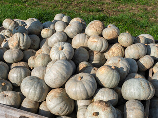 Harvested Blue Hubbard Pumpkins in Outdoor Farm Setting