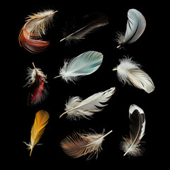 Obraz premium Unique Bird Feathers Floating in Mid-Air with Soft Shadows on Black