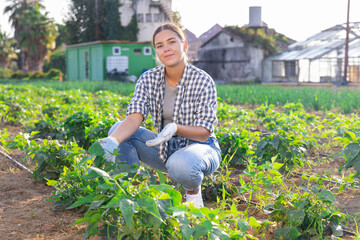 Woman works on plantation and performs work on care and cultivation of edible crops, beans,...