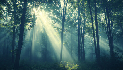 Fototapeta premium Tall, misty trees with sunlight streaming through the branches, creating a magical and mysterious forest atmosphere