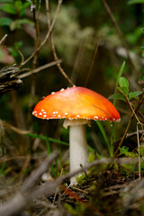 Hongo creciendo en el bosque