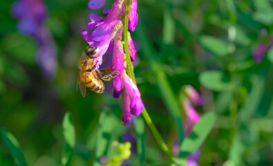 A honeybee getting nectar from hairy vetch flowers on a spring day.