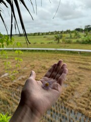Flower in hand