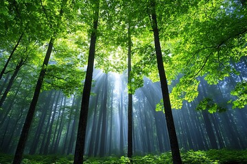 A foggy forest in early morning light, with tall trees disappearing into the mist and sunlight filtering through the branches