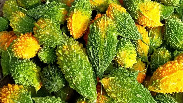 Momordica Charantia Fruit Bitter Melon Ripe and Raw Arranged for Sale in Market. 