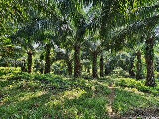 Obraz premium old oil palm plantation in Kalimantan